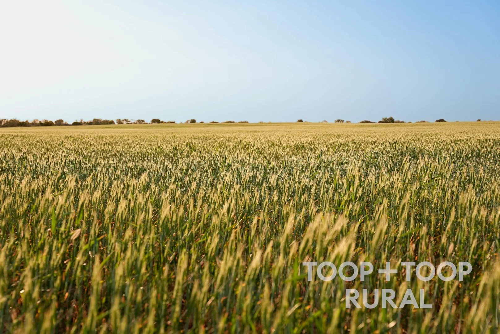 Additional image 4 of 499 Murbko Road, Murbko SA 5320