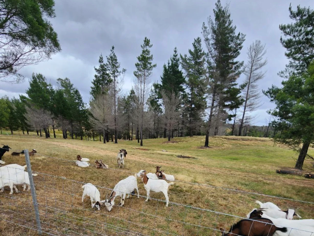 Additional image 5 of Tomboye NSW 2622