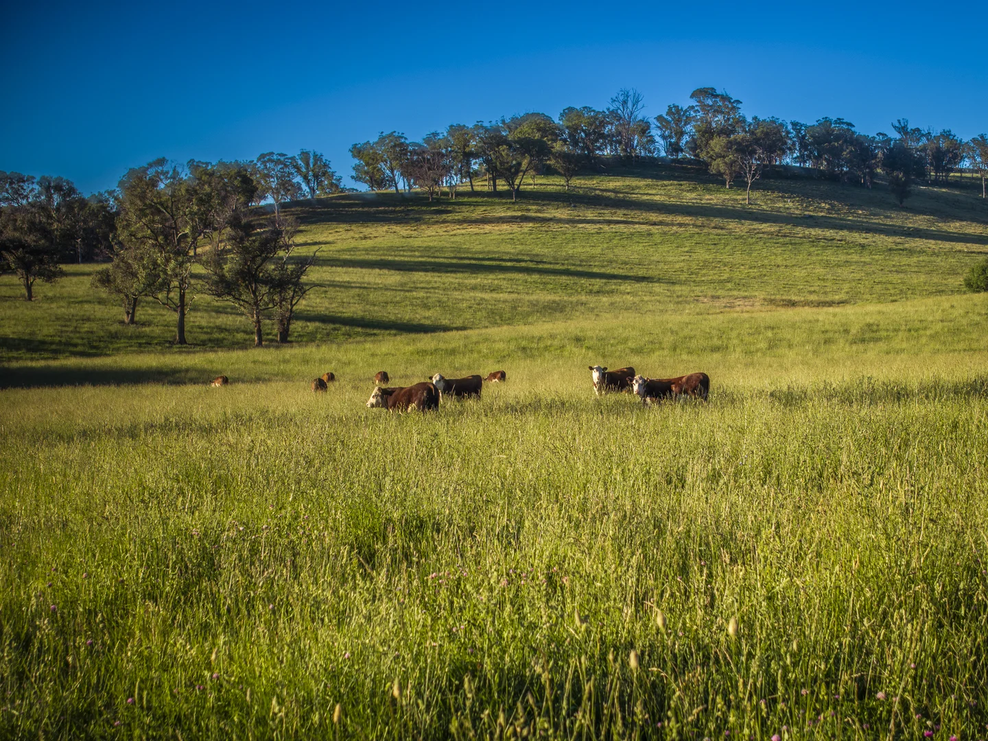 Additional image 5 of 338 Fishington Road, Wongwibinda NSW 2350