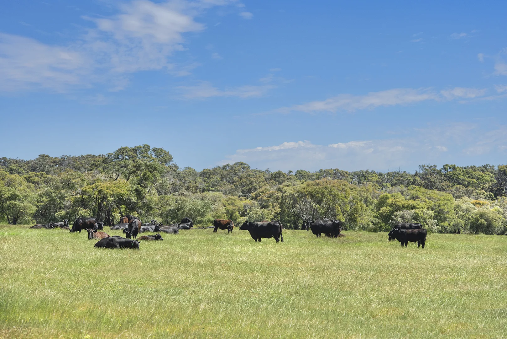 Additional image 20 of 1181 Scott River Road, Scott River WA 6288