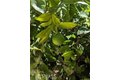 Additional image 23 of 62 Acorn Gln, Irvine, CA, 92620