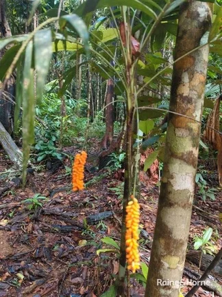 Additional image 19 of Lot 11 Milky Pine Road, Kimberley, Daintree QLD 4873