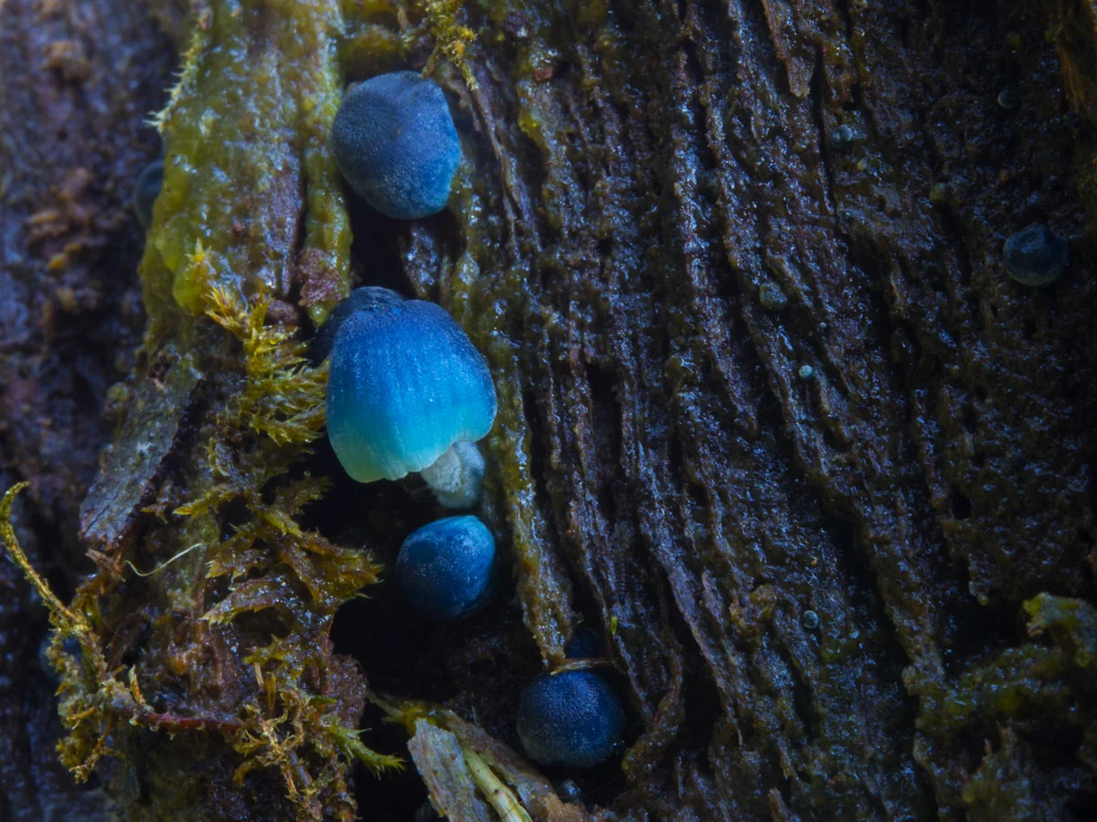 Additional image 34 of 1079 Preston Road, North Motton TAS 7315