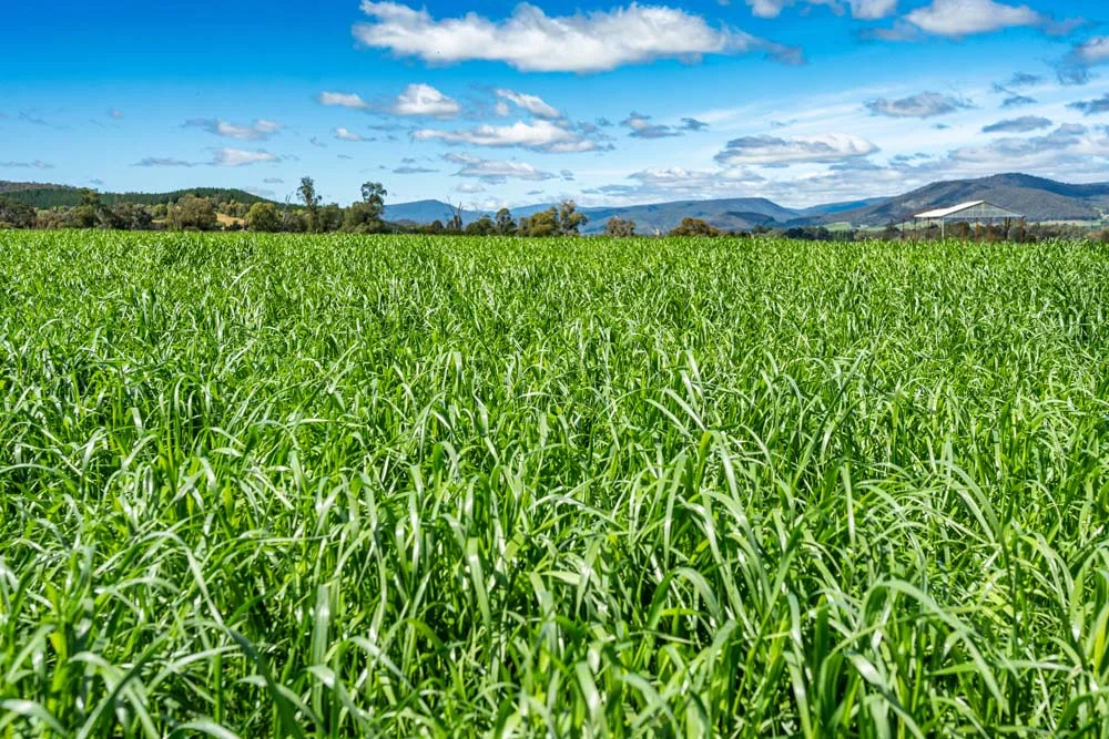 Additional image 9 of 1279 Edi-Cheshunt Road, Whitfield VIC 3733