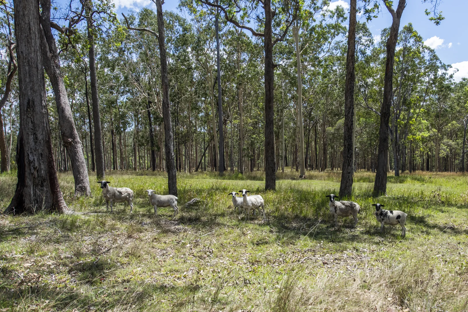 Additional image 25 of 172 Meyers Road, Ramornie NSW 2460