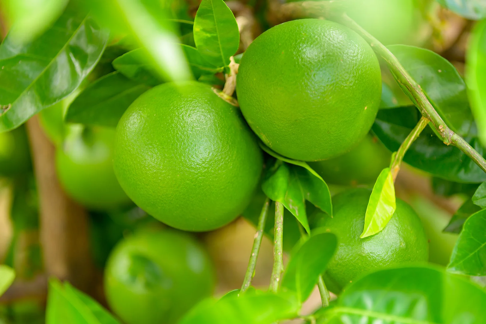 Additional image 27 of 47 Osborne Court, Wallu QLD 4570