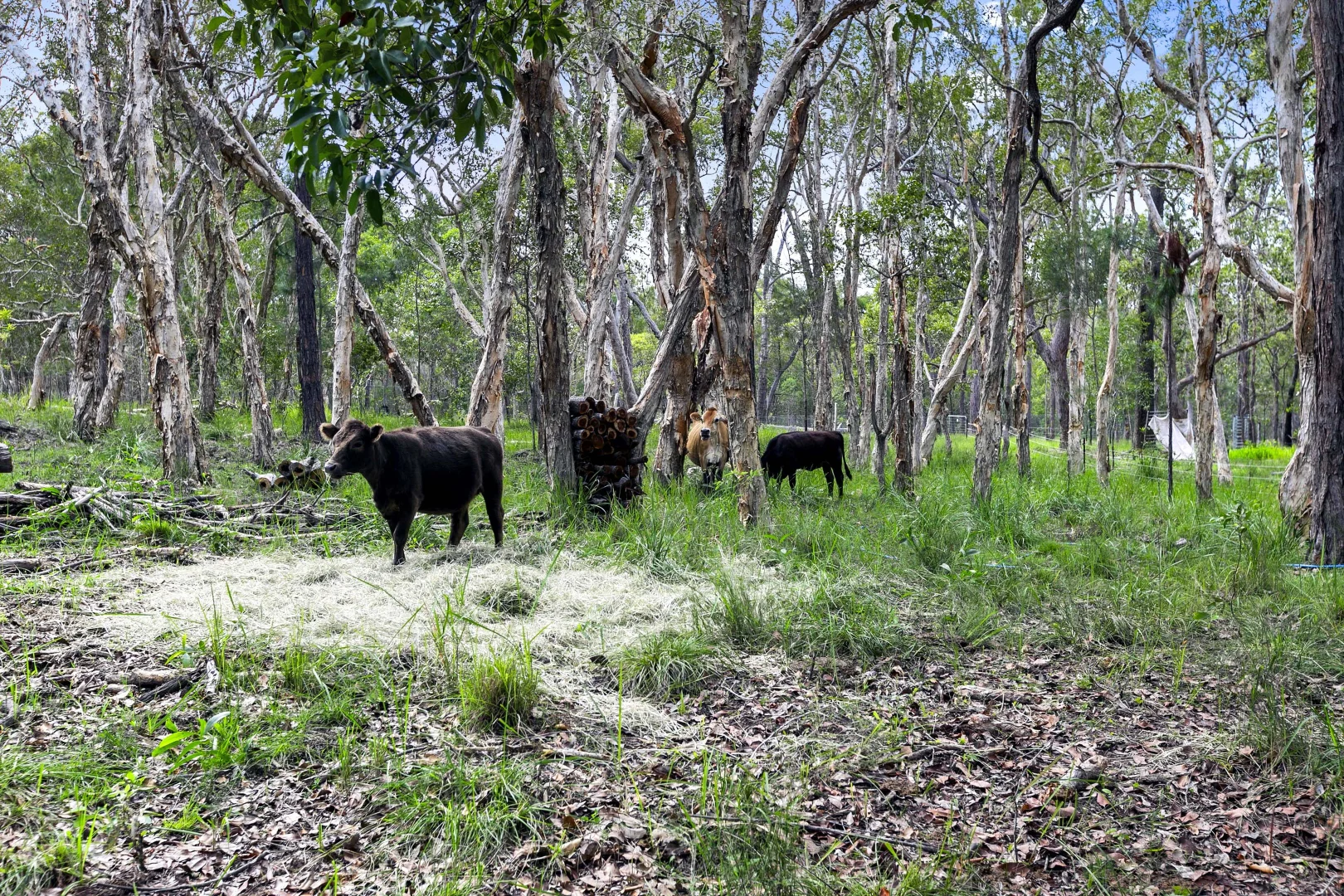 Additional image 25 of 77 Oxford Street, Bidwill QLD 4650