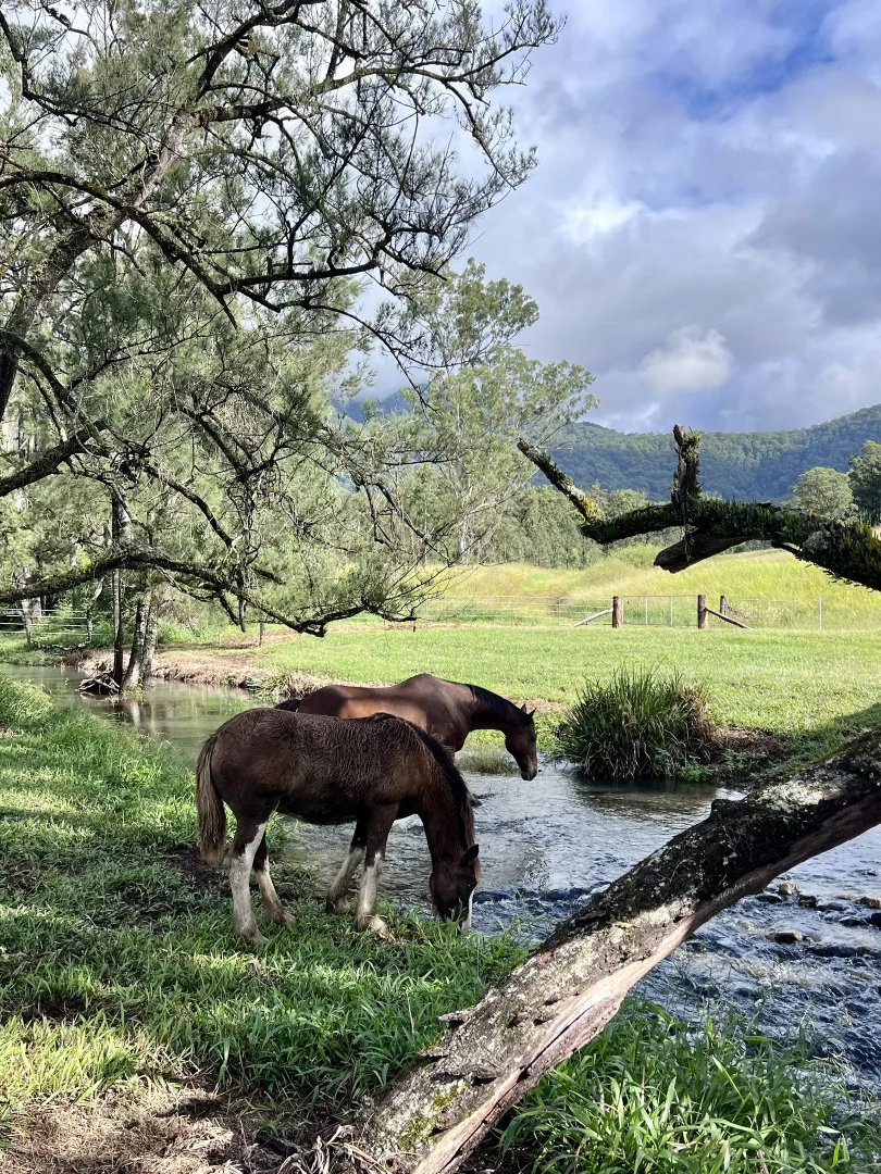 Additional image 26 of 6892 Gwydir Highway, Cangai NSW 2460
