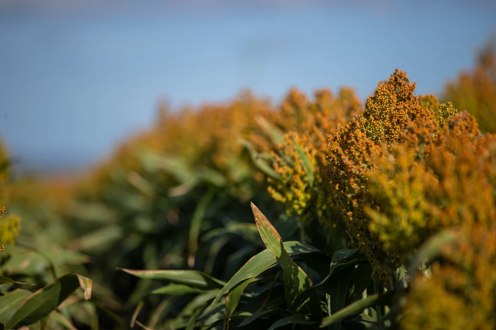 Additional image 25 of "Wanstead" 391 Cudmore Road, Cambooya QLD 4358