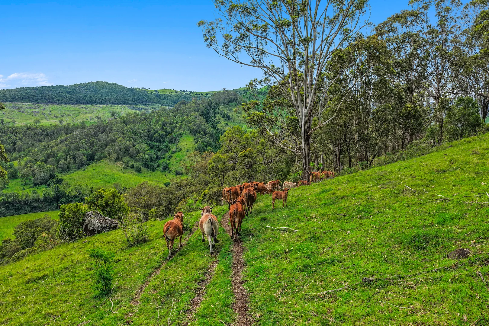 Additional image 9 of 248 Illinbah Road, Illinbah QLD 4275