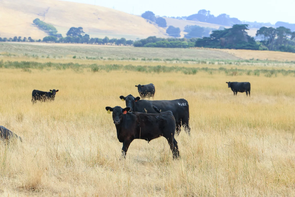 Additional image 14 of 6 Orchards Road, Narrawong VIC 3285