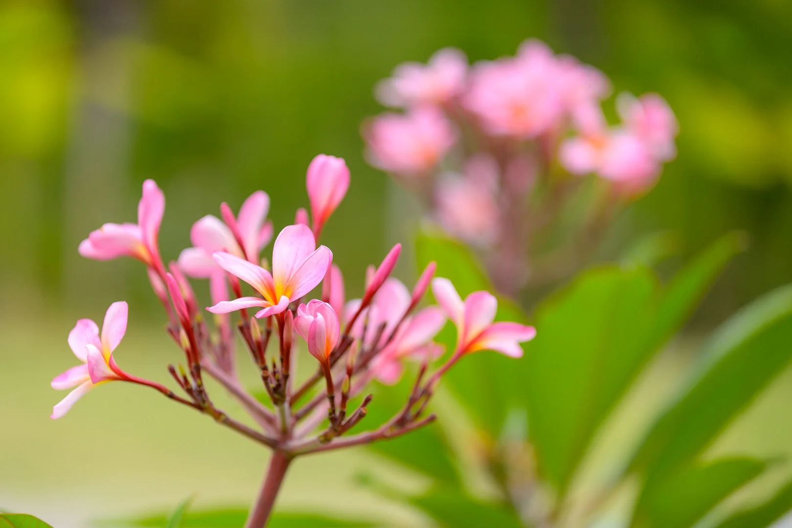 Additional image 25 of 47 Osborne Court, Wallu QLD 4570