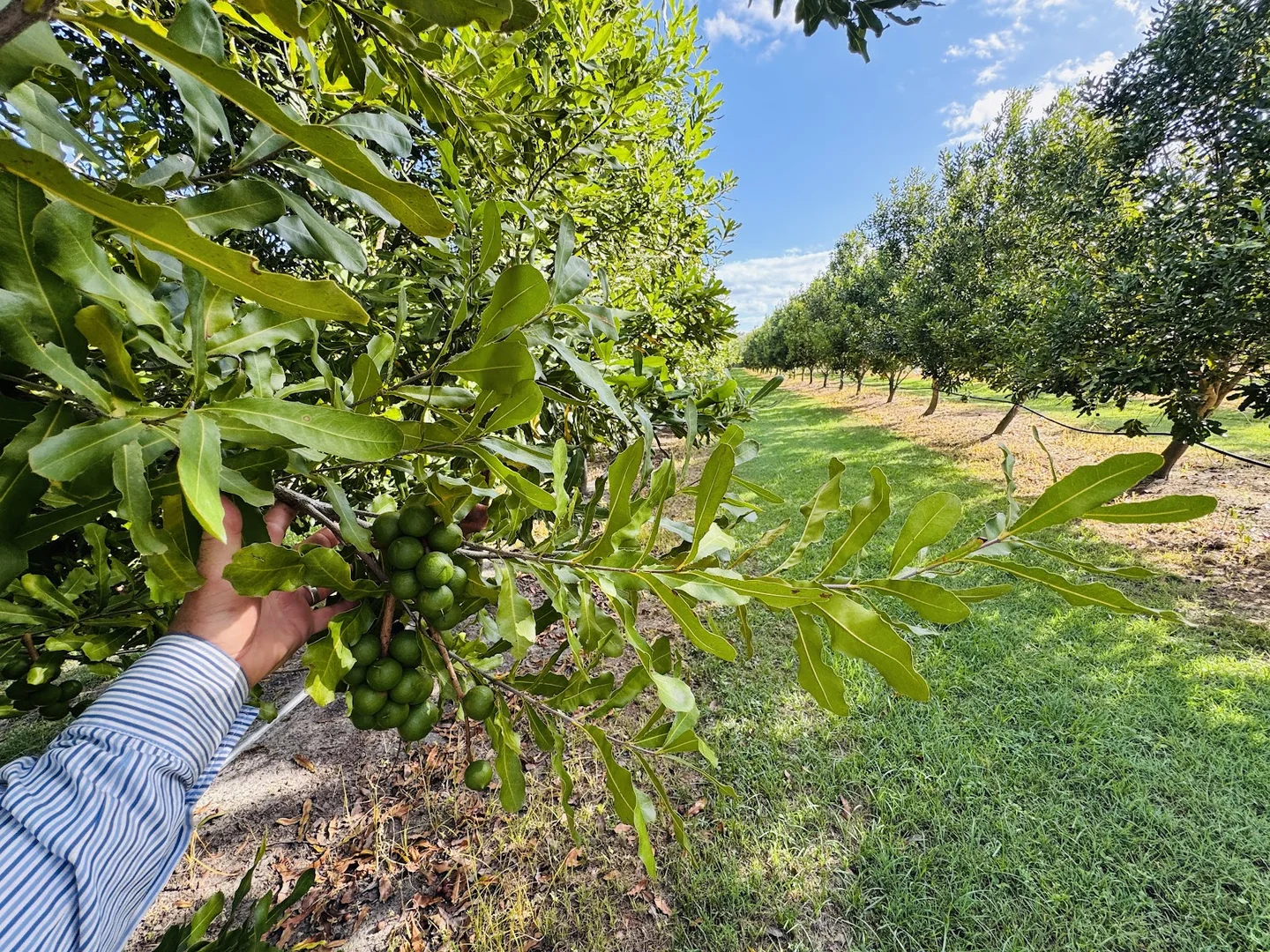 Additional image 26 of 40 Olivers Road, Goodwood QLD 4660