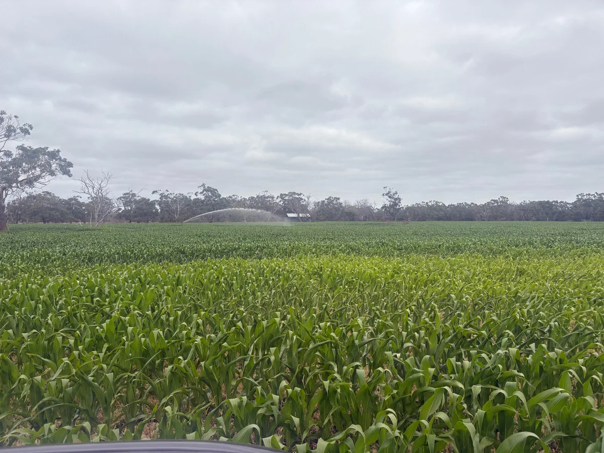 Additional image 7 of 111 Smith Street, Heywood VIC 3304