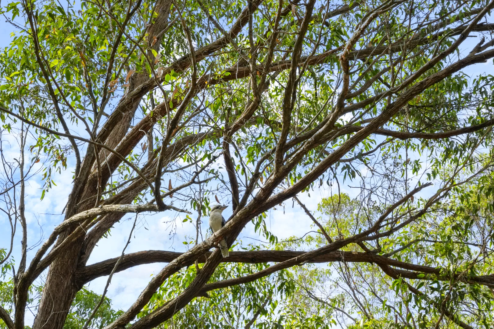 Additional image 12 of 2, 3, 4 & 5/144 Crane Crescent, Nerang QLD 4211