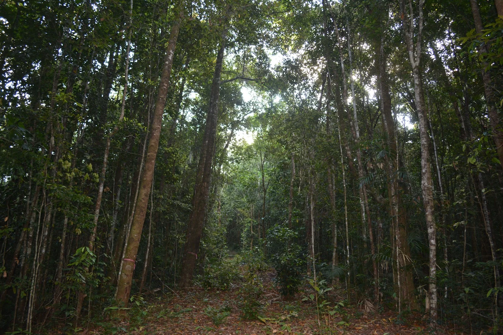 Additional image 4 of 9 Middlebrook Rd, Millaa Millaa QLD 4886