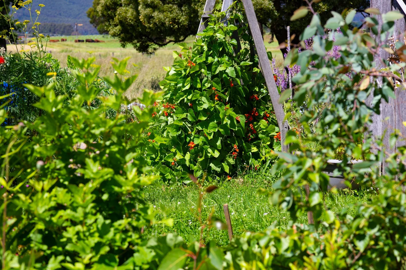 Additional image 29 of 21 Carisbrook Lane, Legerwood TAS 7263