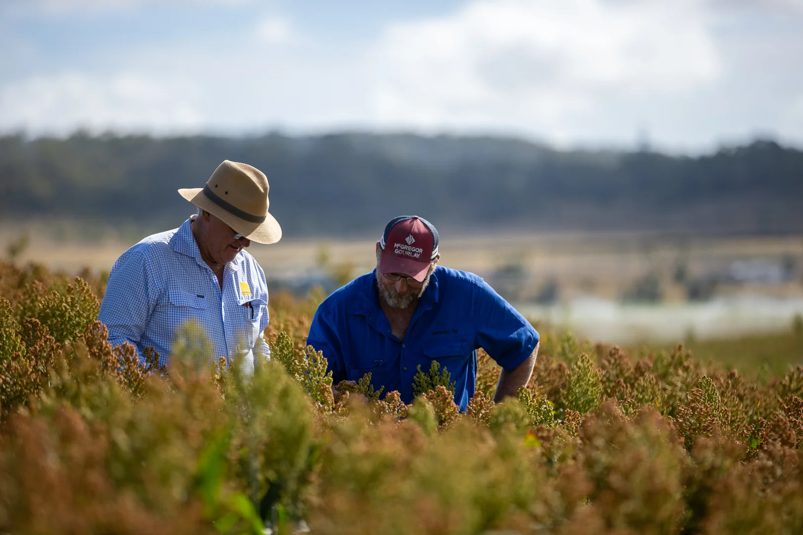 Additional image 21 of "Wanstead" 391 Cudmore Road, Cambooya QLD 4358