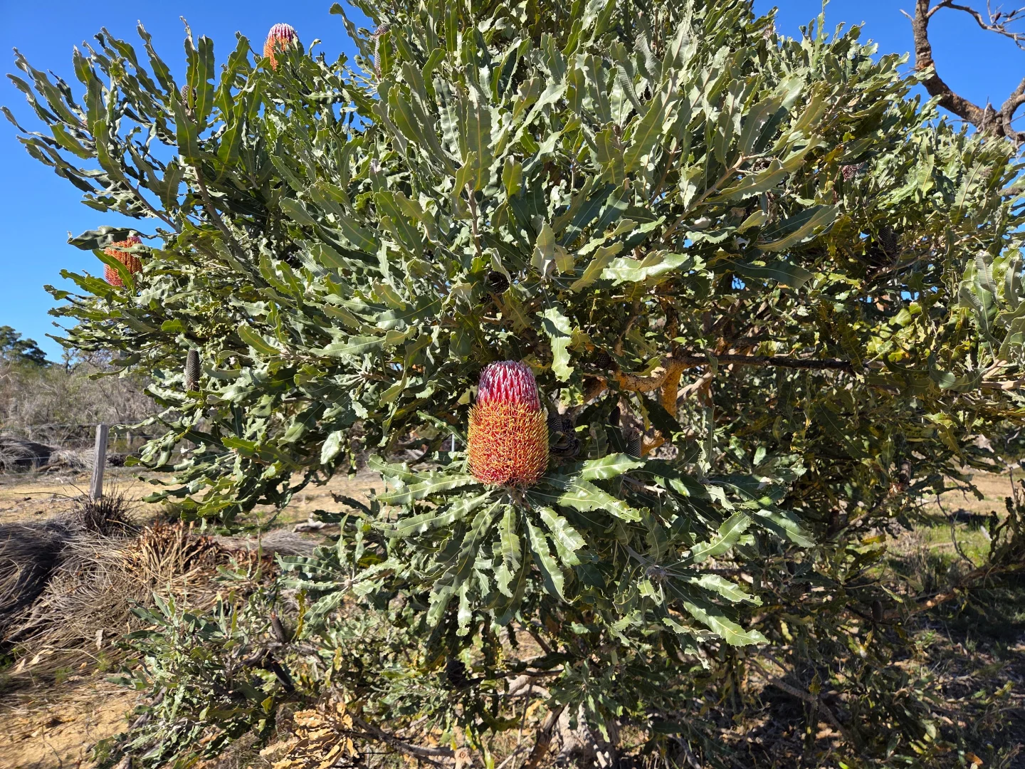 Additional image 12 of 197 Millbank Road, Cowalla WA 6503