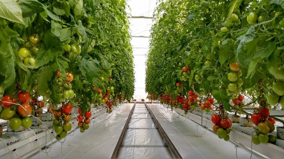 Additional image 21 of 336 Westrops Road, Coolagolite NSW 2550