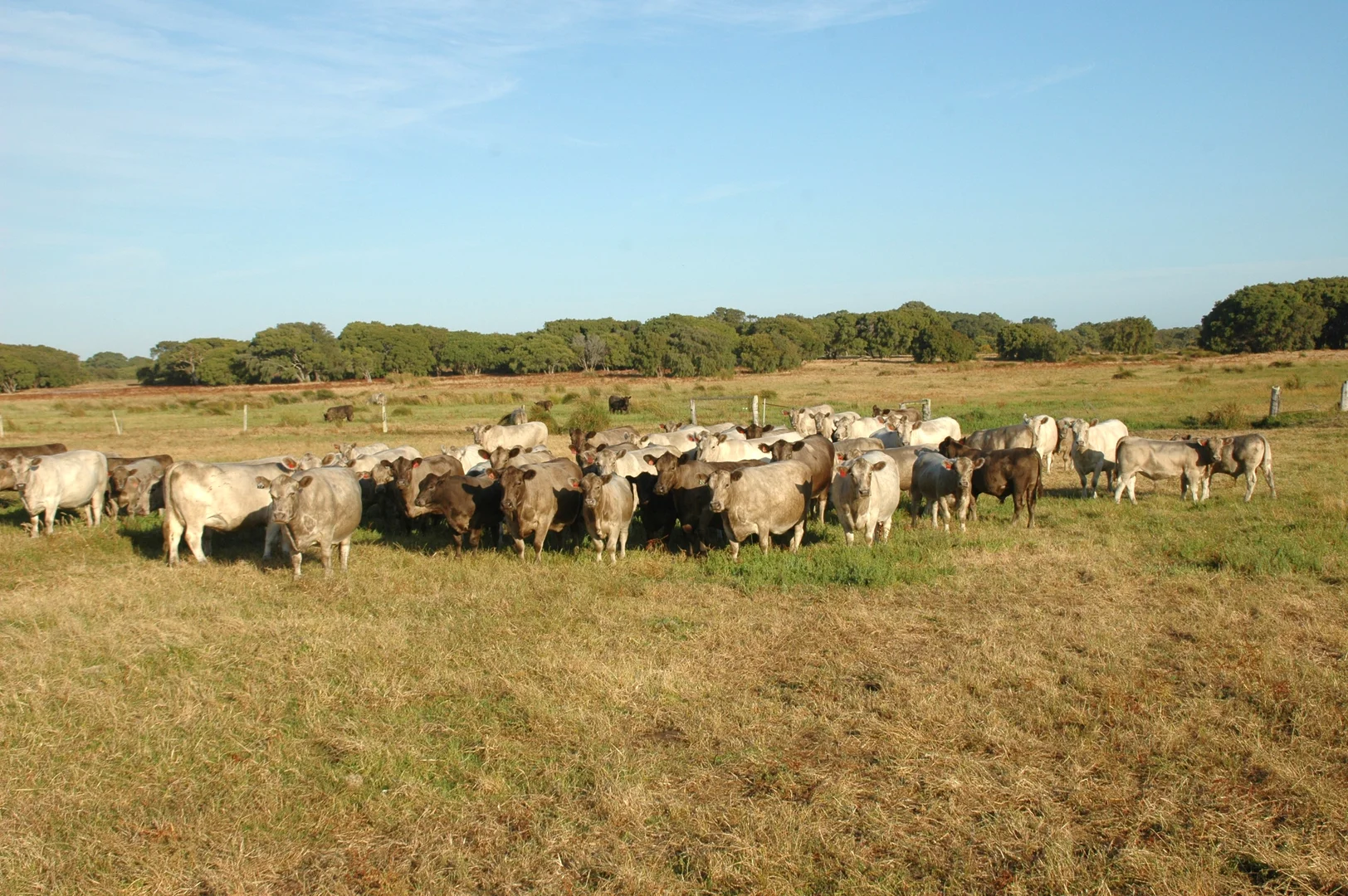 Additional image 18 of 1181 Scott River Road, Scott River WA 6288