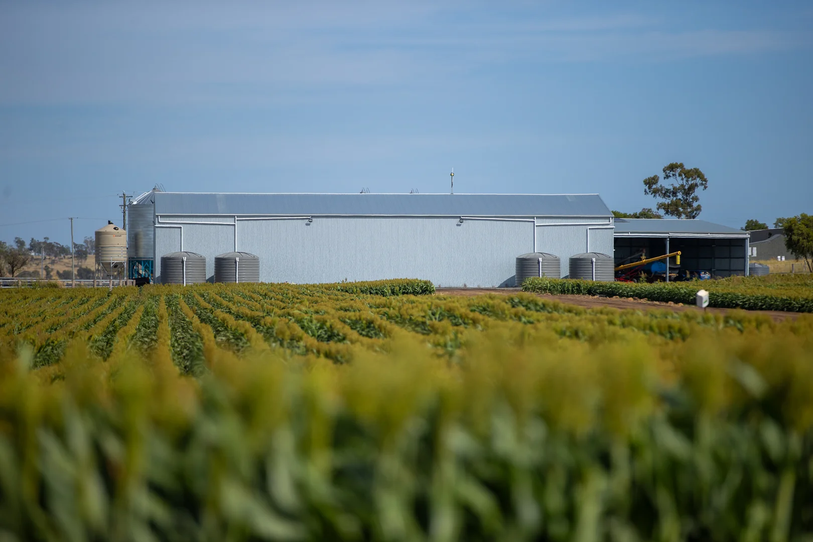 Additional image 5 of "Wanstead" 391 Cudmore Road, Cambooya QLD 4358