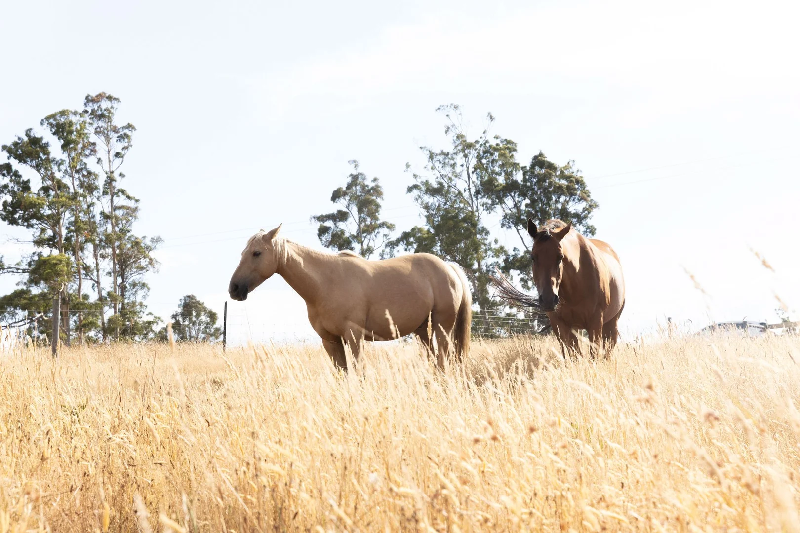 Additional image 15 of 121 Davis Road, Deloraine TAS 7304