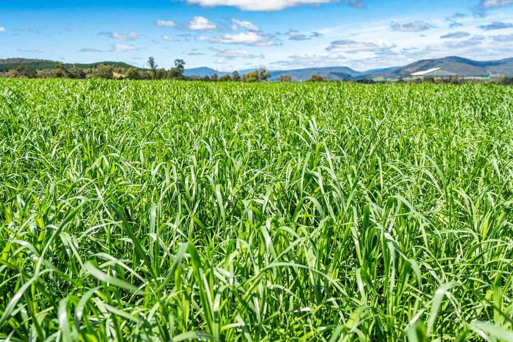 Additional image 10 of 1279 Edi-Cheshunt Road, Whitfield VIC 3733