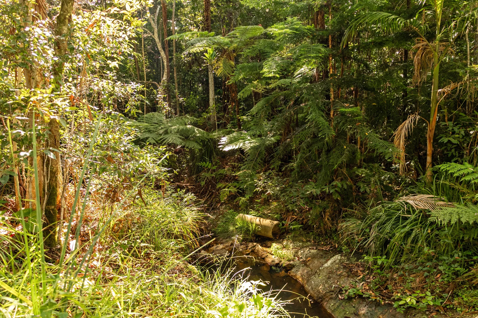 Additional image 6 of 618 Binna Burra Road, Beechmont QLD 4211