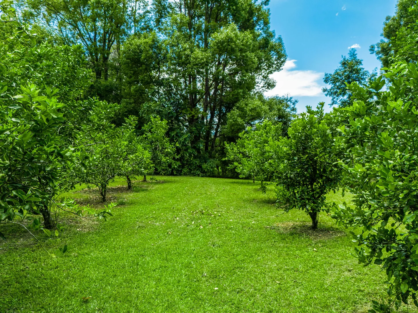 Additional image 28 of 722 Main Arm Road, Main Arm NSW 2482