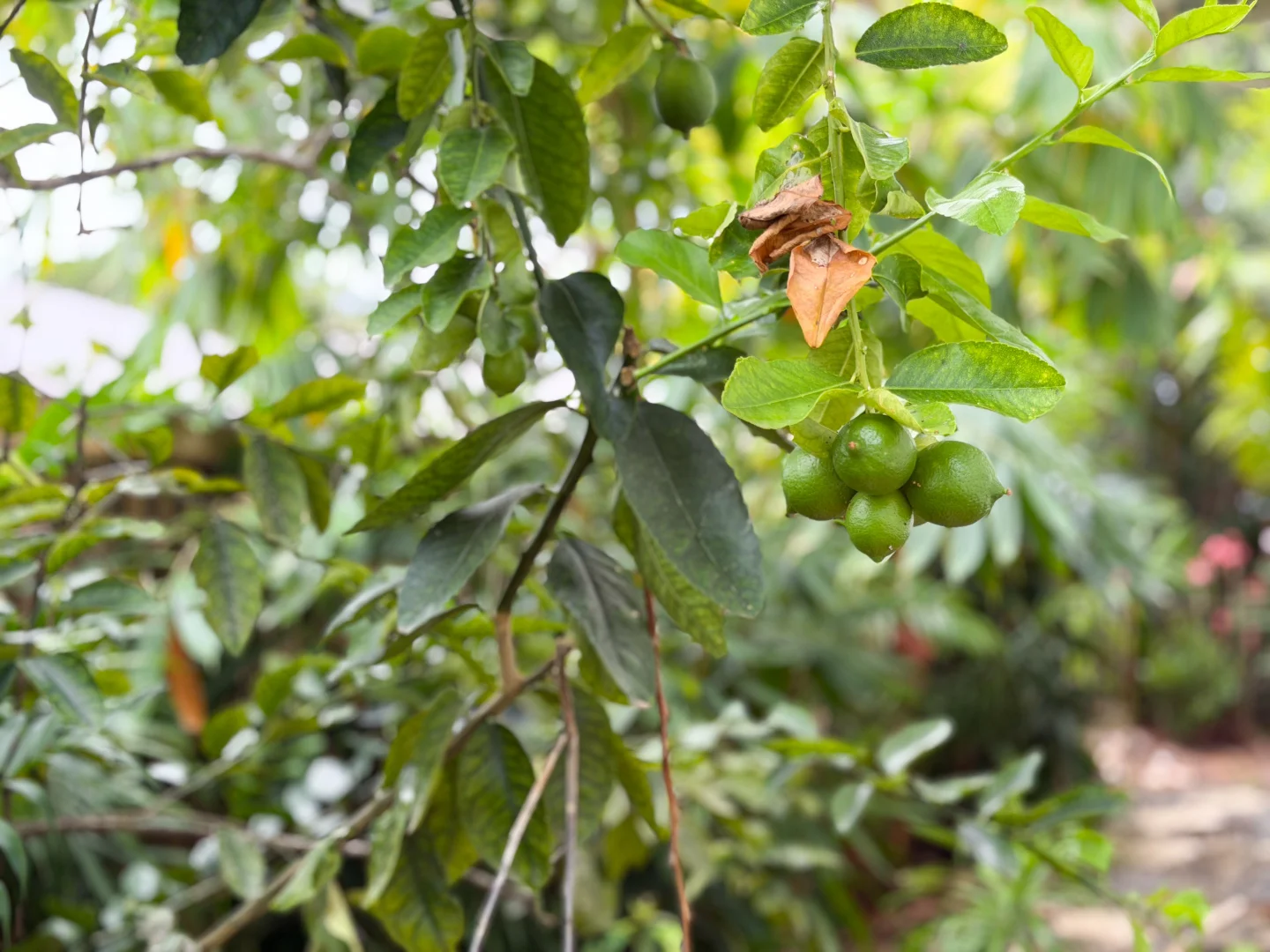 Additional image 19 of 52 Dunkalli Cres, Wongaling Beach QLD 4852