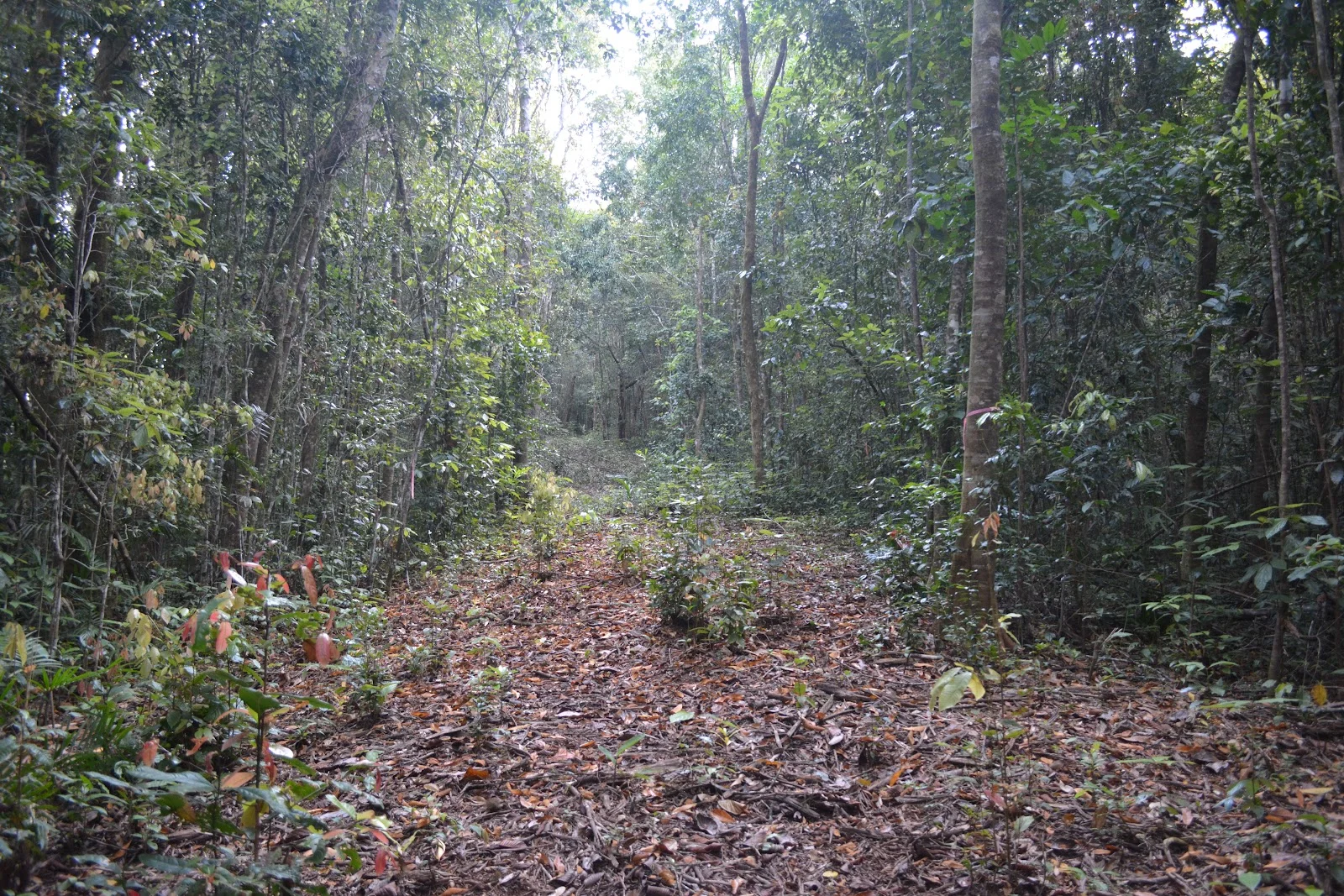 Additional image 6 of 9 Middlebrook Rd, Millaa Millaa QLD 4886