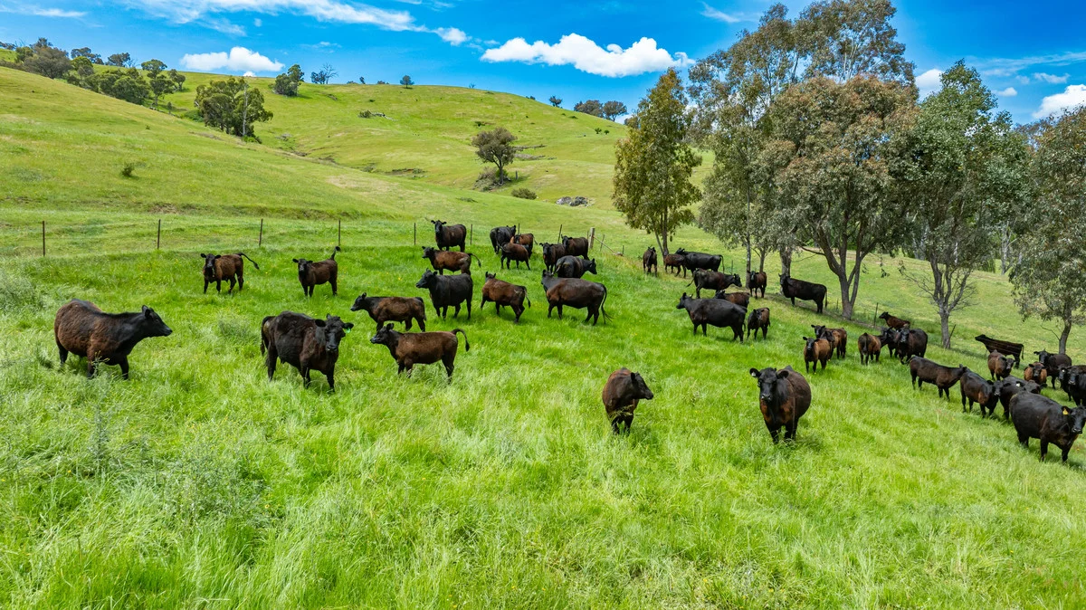 Additional image 10 of Swamp Lane, Dederang VIC 3691