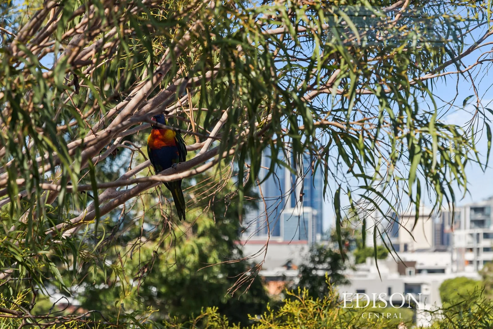 Additional image 17 of 36/3 Russell Avenue, North Perth WA 6006