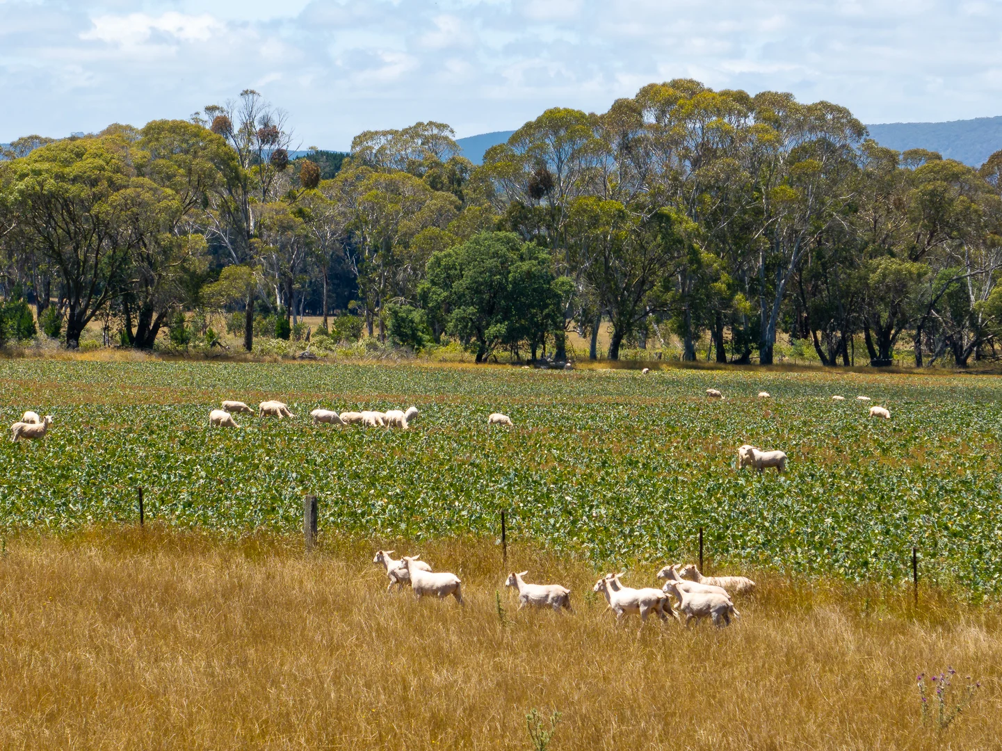 Additional image 25 of 951 Shooters Hill Road, Chatham Valley NSW 2787