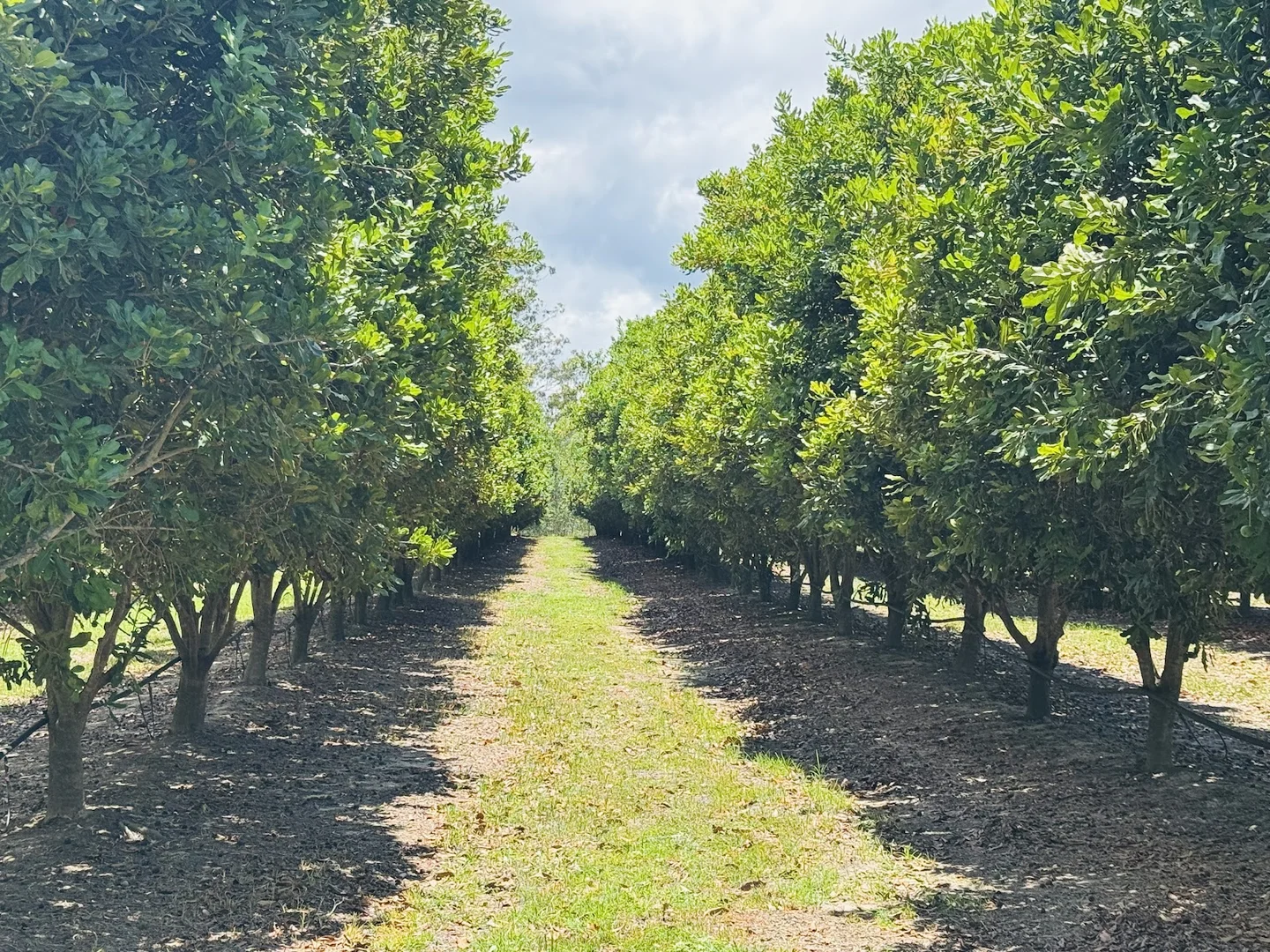 Additional image 27 of 40 Olivers Road, Goodwood QLD 4660