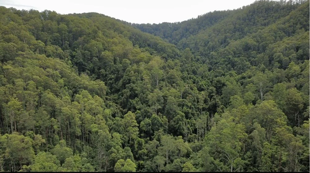 Additional image 11 of 222 Pappinbarra Road Left Arm, Upper Pappinbarra NSW 2446