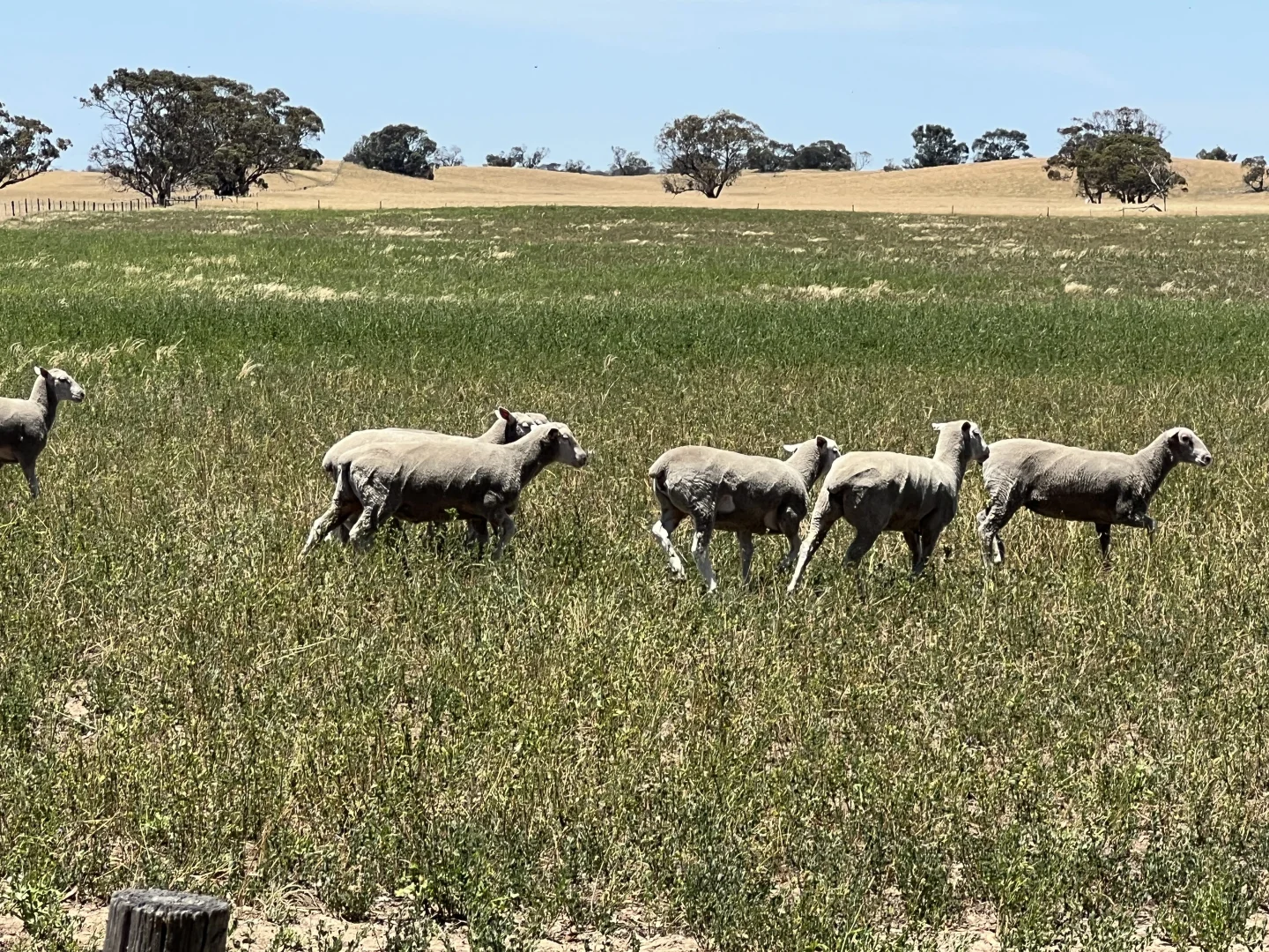Additional image 4 of 485 Freak Road, Coonalpyn SA 5265