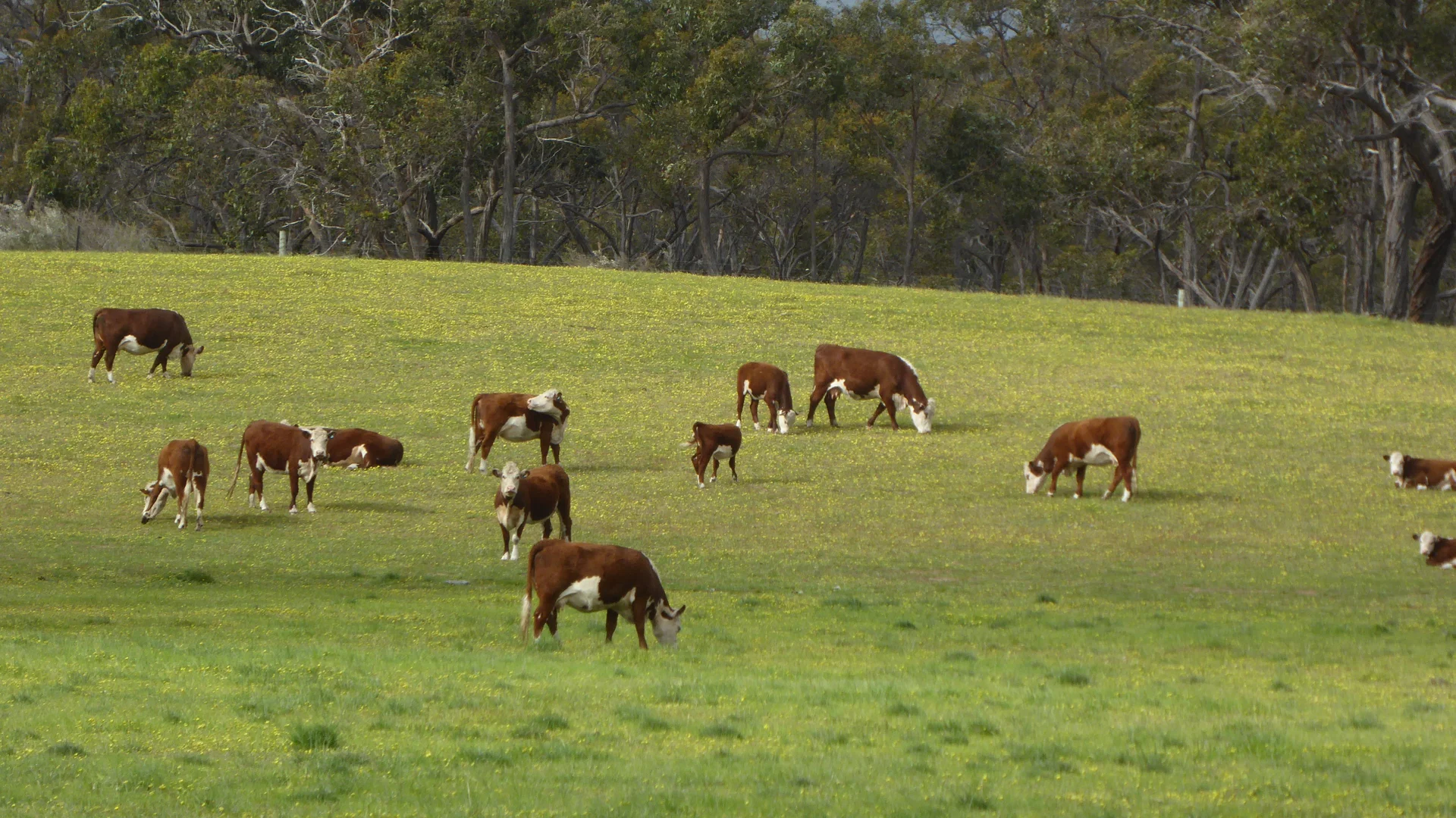 Additional image 23 of 2448 Bangham Road, Frances SA 5262