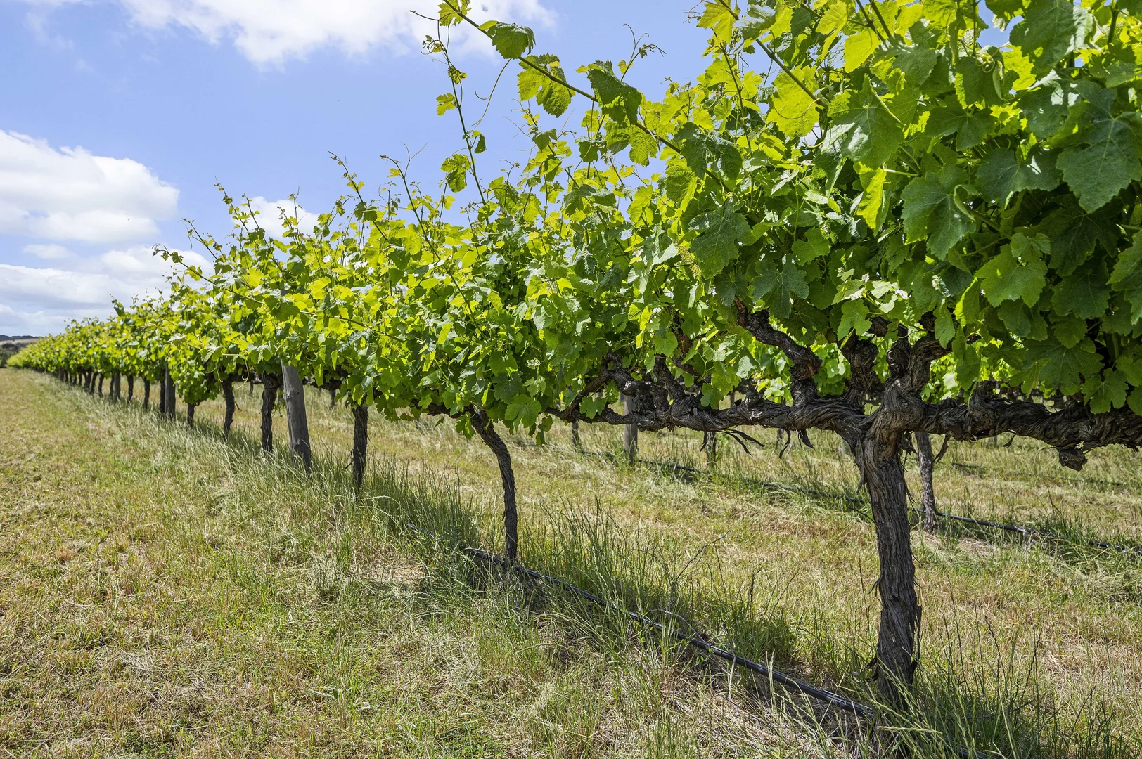 Additional image 16 of 185 Ryan Road, Sellicks Hill SA 5174