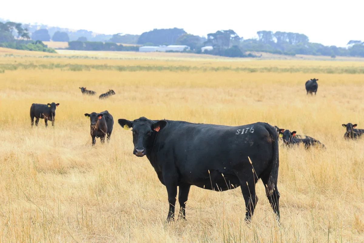 Additional image 5 of 6 Orchards Road, Narrawong VIC 3285