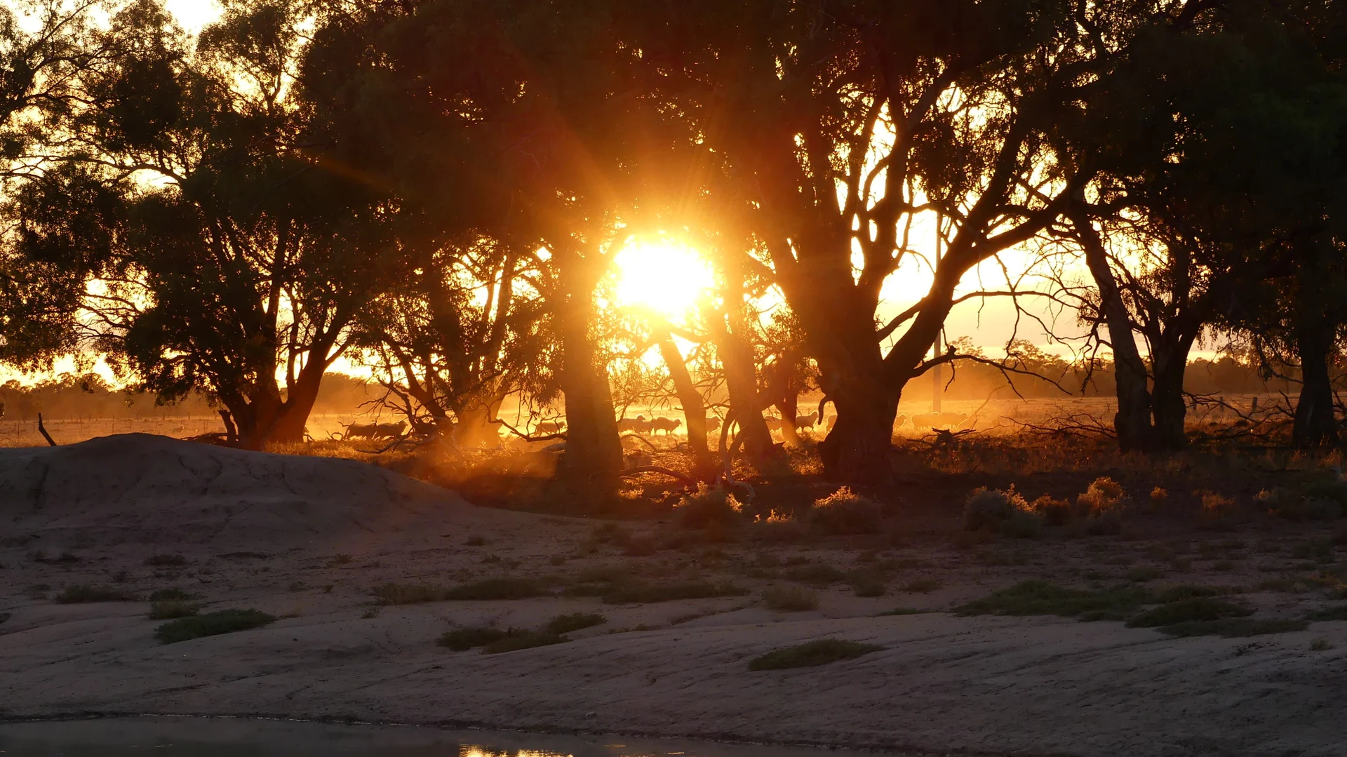 Additional image 21 of Warren NSW 2824