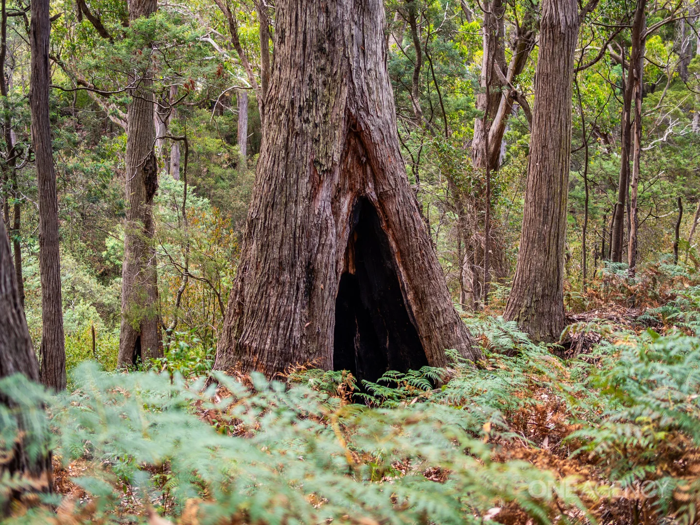 Additional image 28 of 38 Crawford Road, Penguin TAS 7316