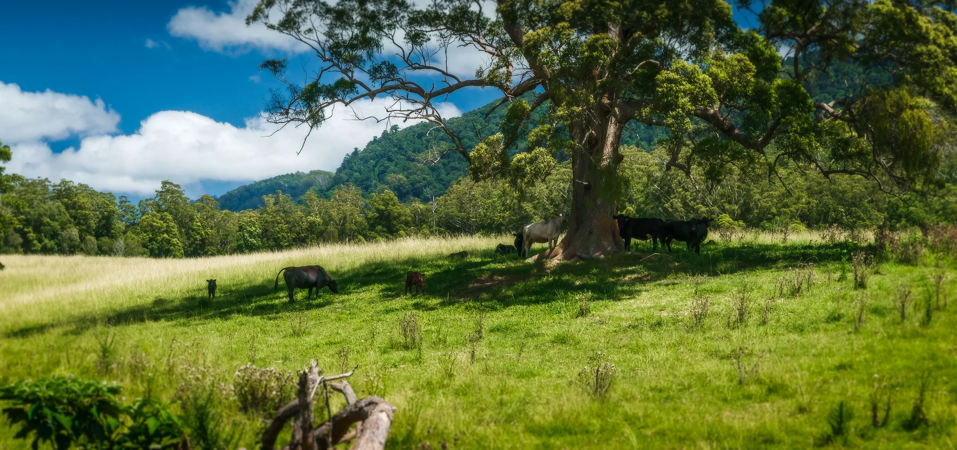 Additional image 34 of 2791 Waterfall Way, Thora NSW 2454