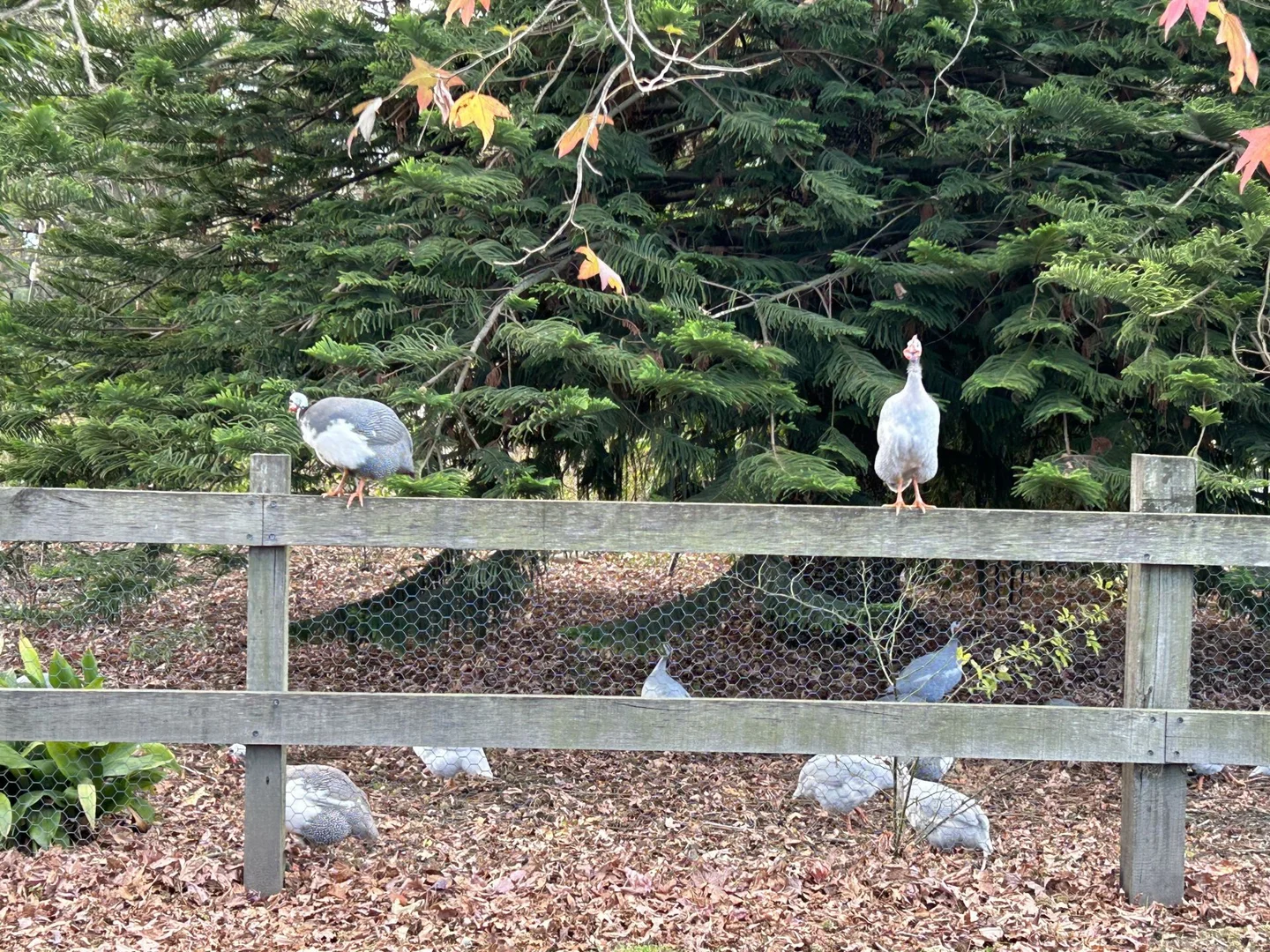 Additional image 26 of 6 Holme Street, Terara NSW 2540