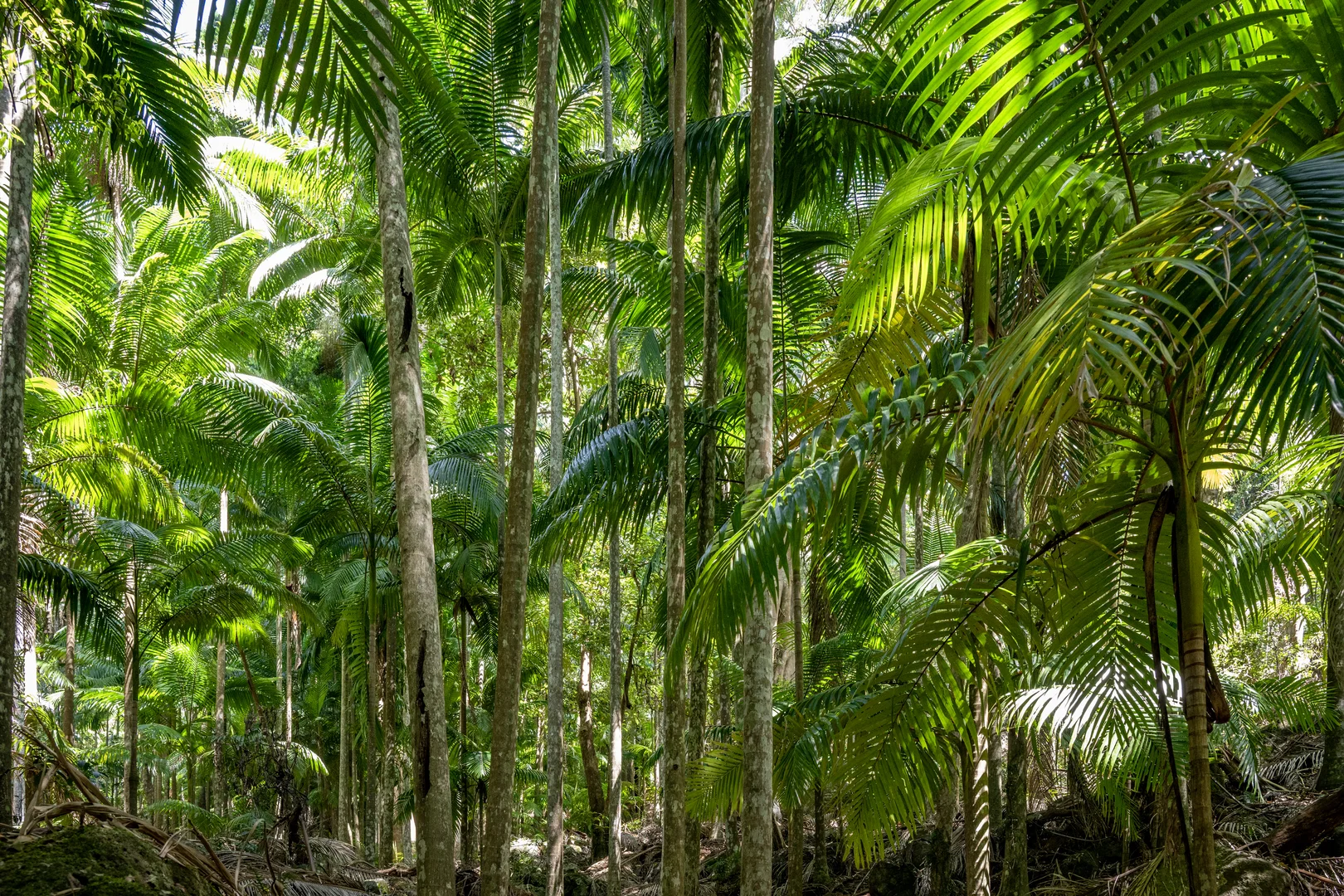 Additional image 33 of 3196 Christmas Creek Road, Lamington QLD 4285