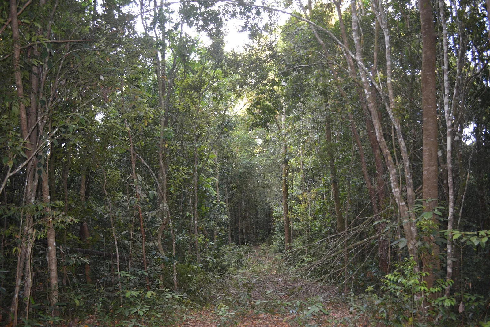 Additional image 8 of 9 Middlebrook Rd, Millaa Millaa QLD 4886