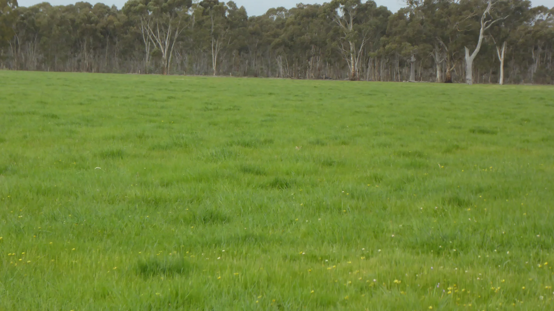 Additional image 19 of 2448 Bangham Road, Frances SA 5262