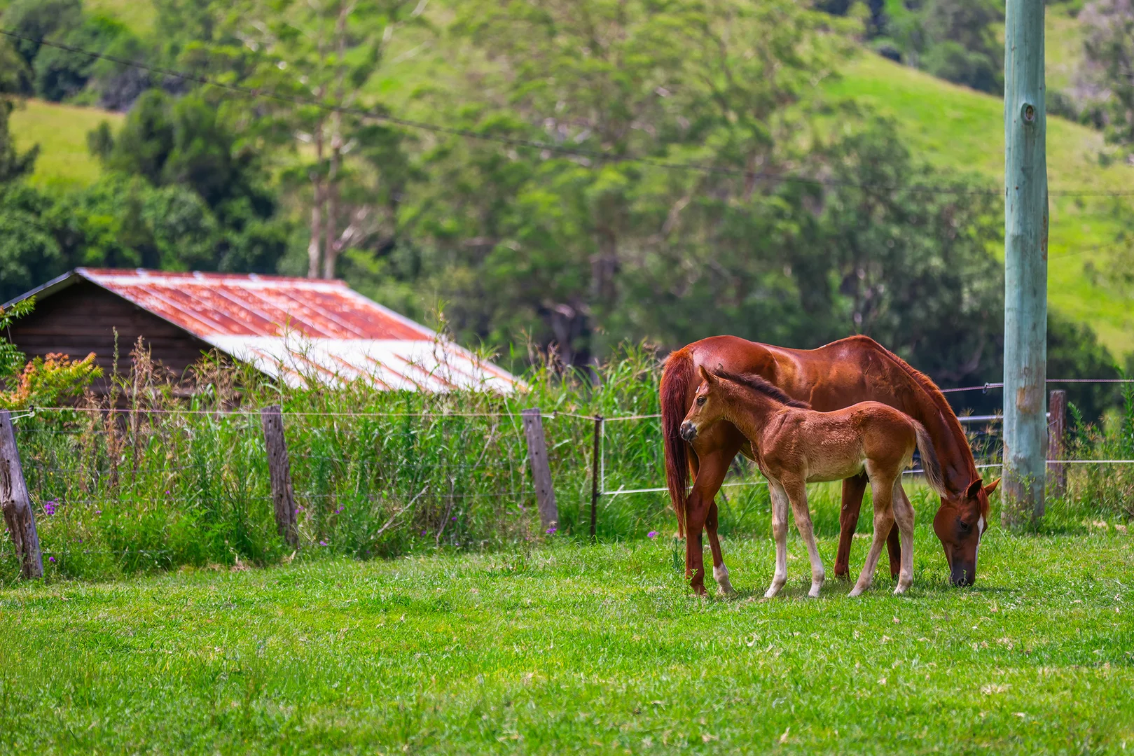 Additional image 26 of 248 Illinbah Road, Illinbah QLD 4275
