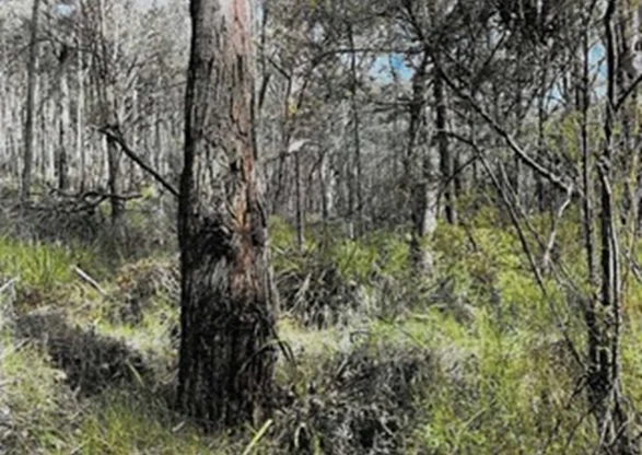 Additional image 7 of Lot 1 Mount Charlie Road, Riddells Creek VIC 3431